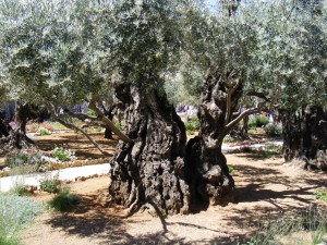 ancient olive tree in Gethsemane